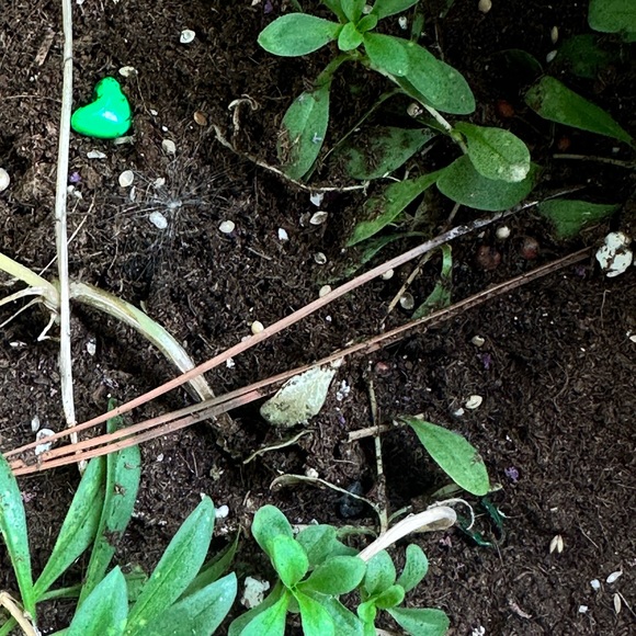 Meet your Posher, Cathie - Picture 1 of 1